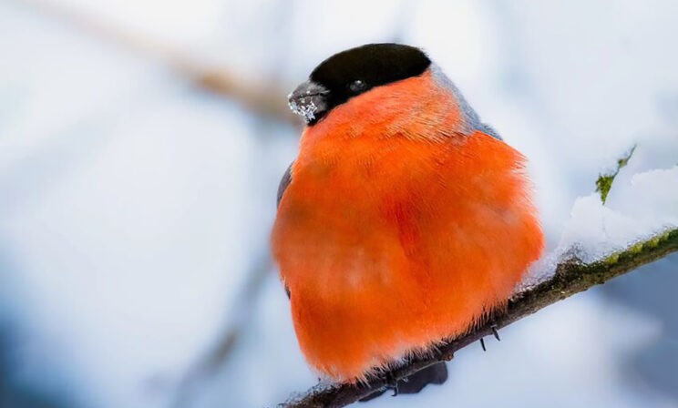 Смотри, снегирь! 10 невероятных фото диких животных