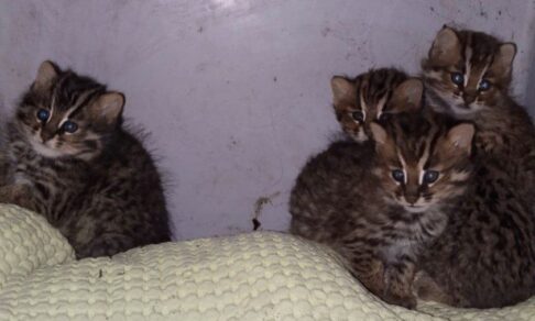 «Пушистые злюки» едут домой: в Приморье выходили брошенных диких котят