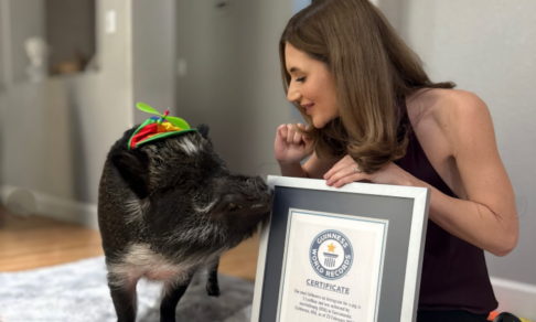 «Говорящая» свинка Мерлин вошла в книгу рекордов Гиннесса