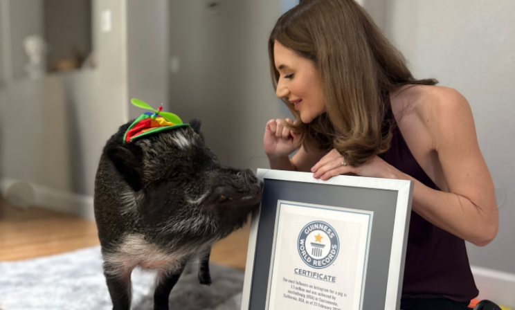 «Говорящая» свинка Мерлин вошла в книгу рекордов Гиннесса