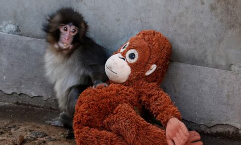 Малыш Панч и его «мама». История осиротевший макаки, за которой следит весь мир