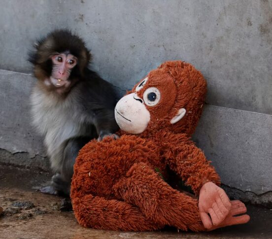 Малыш Панч и его «мама». История осиротевший макаки, за которой следит весь мир