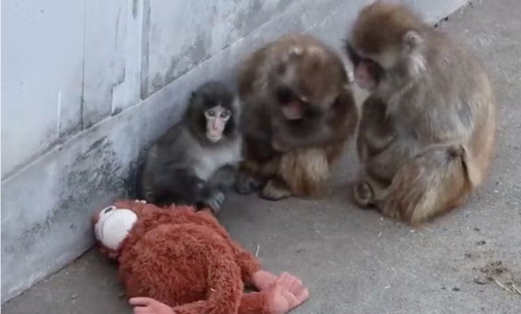 В японском зоопарке у обезьянки Панча заберут его плюшевую «маму»