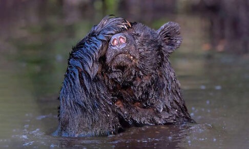 Чуть весну не проспал! 10 невероятных фото диких животных