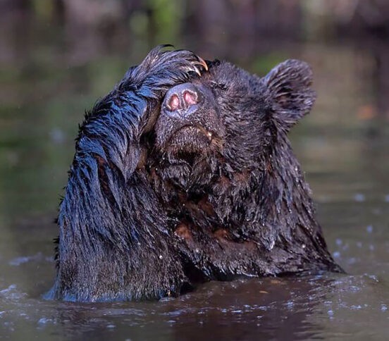 Чуть весну не проспал! 10 невероятных фото диких животных