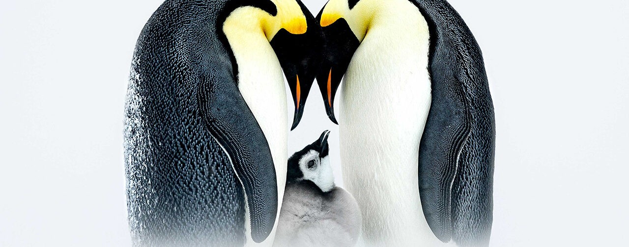 Семья пингвинов, медведи-соперники и похититель завтраков. Невероятные фото диких животных