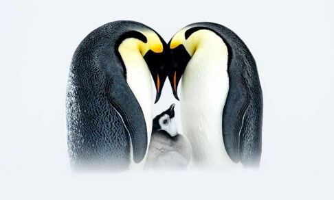 Семья пингвинов, медведи-соперники и похититель завтраков. Невероятные фото диких животных