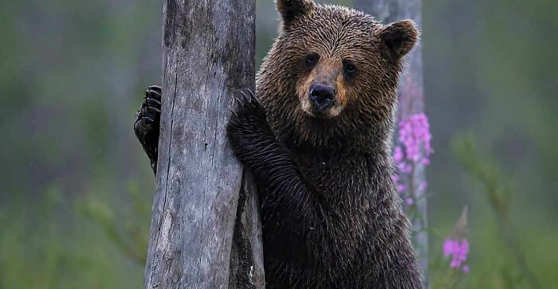 «А вам слабо лизнуть свой нос?» Неподражаемые эмоции животных — на этих фото