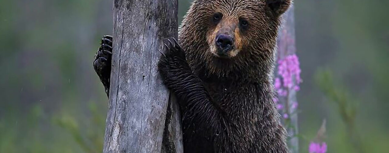 «А вам слабо лизнуть свой нос?» Неподражаемые эмоции животных — на этих фото