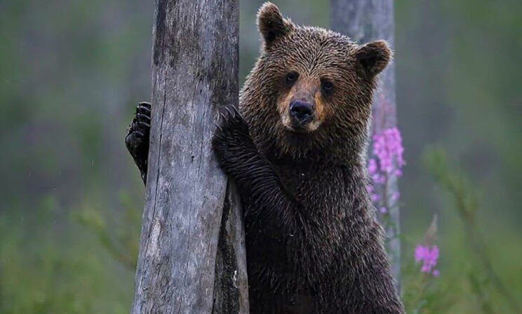 «А вам слабо лизнуть свой нос?» Неподражаемые эмоции животных — на этих фото