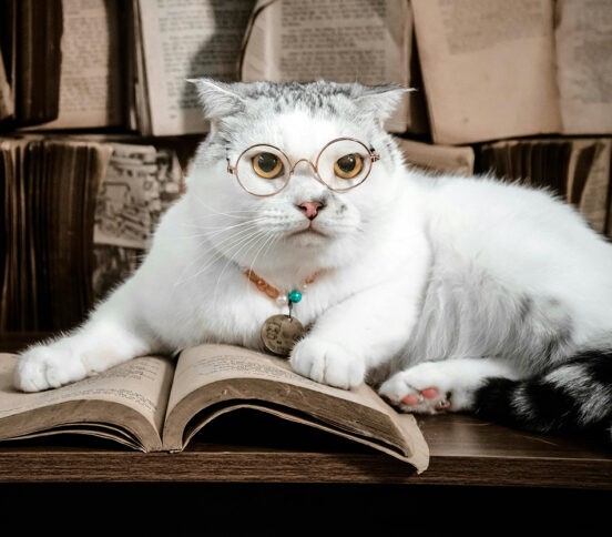 «Не каждый кот — Лобачевский». Но большинство умны, и ученые это доказали