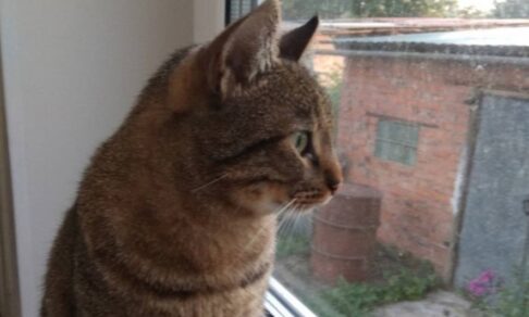 Пропавший в Подмосковье кот вернулся домой через девять дней, пройдя 65 километров
