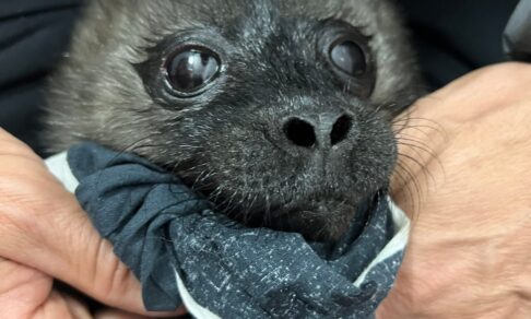 В Карелии спасли новорожденного детеныша ладожской нерпы, отбив от чаек