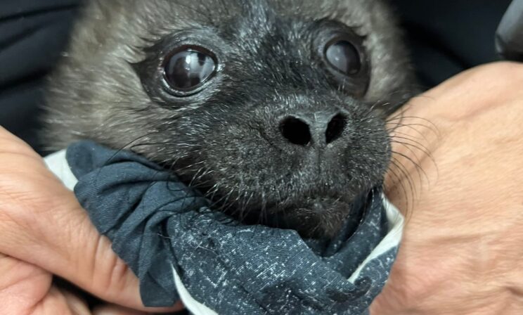 В Карелии спасли новорожденного детеныша ладожской нерпы, отбив от чаек