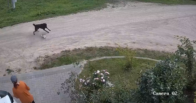«Настоящий воин»: кошка спасла свою хозяйку от большого пса в Белоруссии