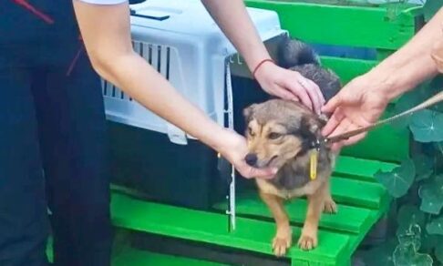 Собака Белка одна проехала больше 100 км на автобусе и электричках в поисках хозяйки