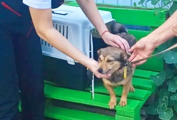 Собака Белка одна проехала больше 100 км на автобусе и электричках в поисках хозяйки