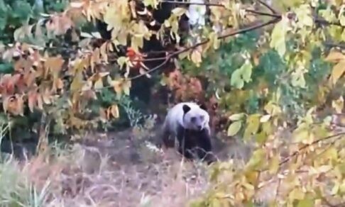 Две школы в Бурятии перевели на дистант из-за медведей