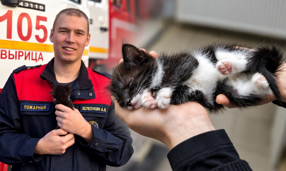 Пожарный спас 14 кошек и нашел им хозяев