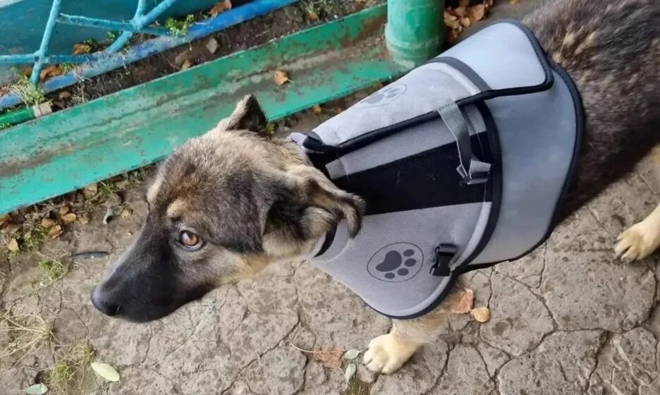 Десятимесячный щенок спас семью от медведя, пес был ранен, но ветеринары его вылечили