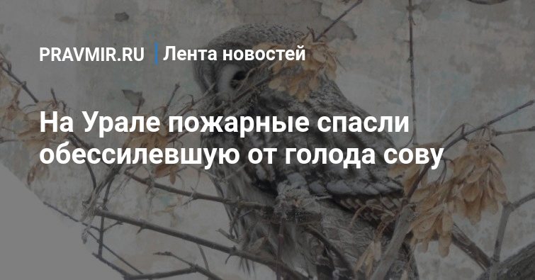 На Урале пожарные спасли обессилевшую от голода сову