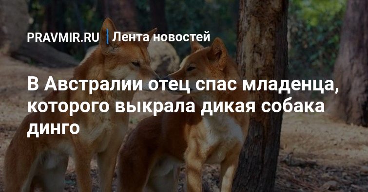 Новогодний Подарок Отца Тани Дикая Собака Динго
